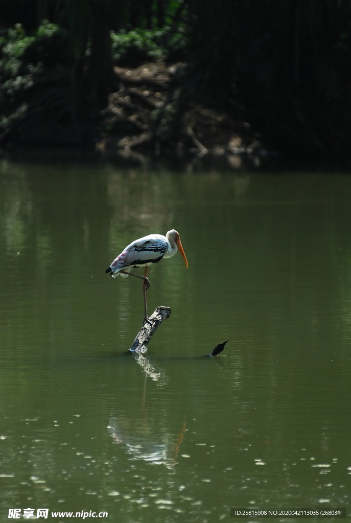 长嘴巴鹈鹕空山鸟语图片