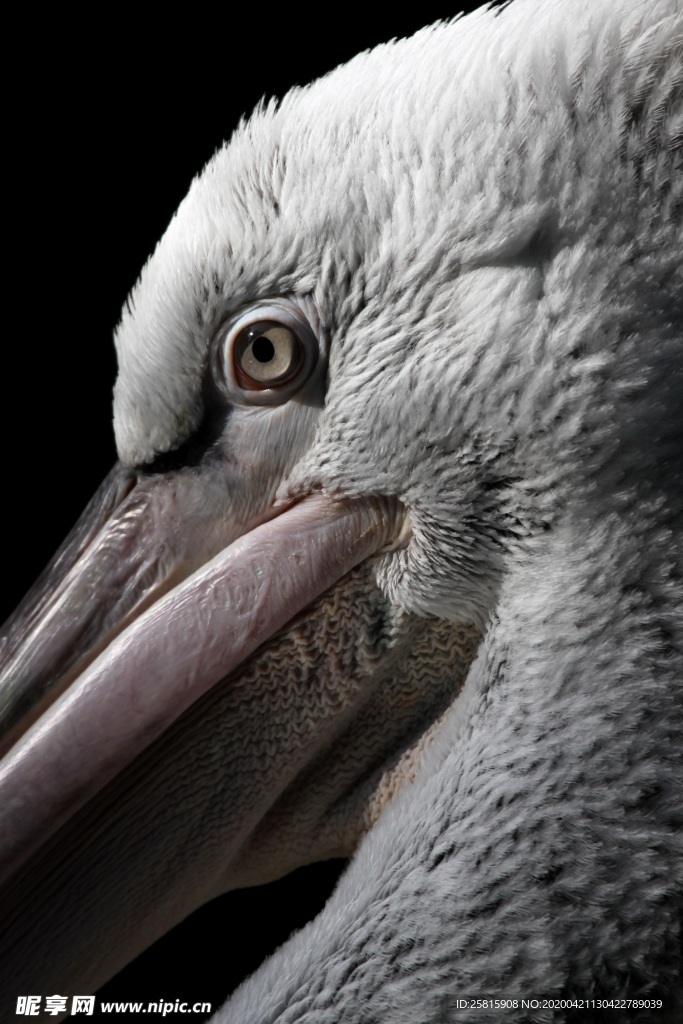 长嘴巴鹈鹕空山鸟语图片