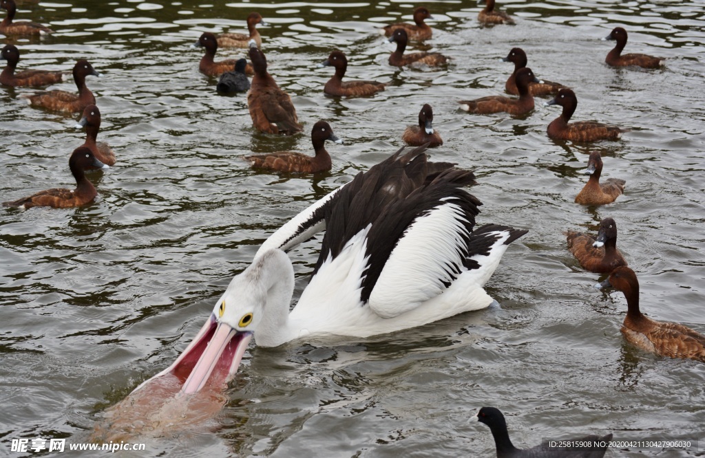 长嘴巴鹈鹕空山鸟语图片