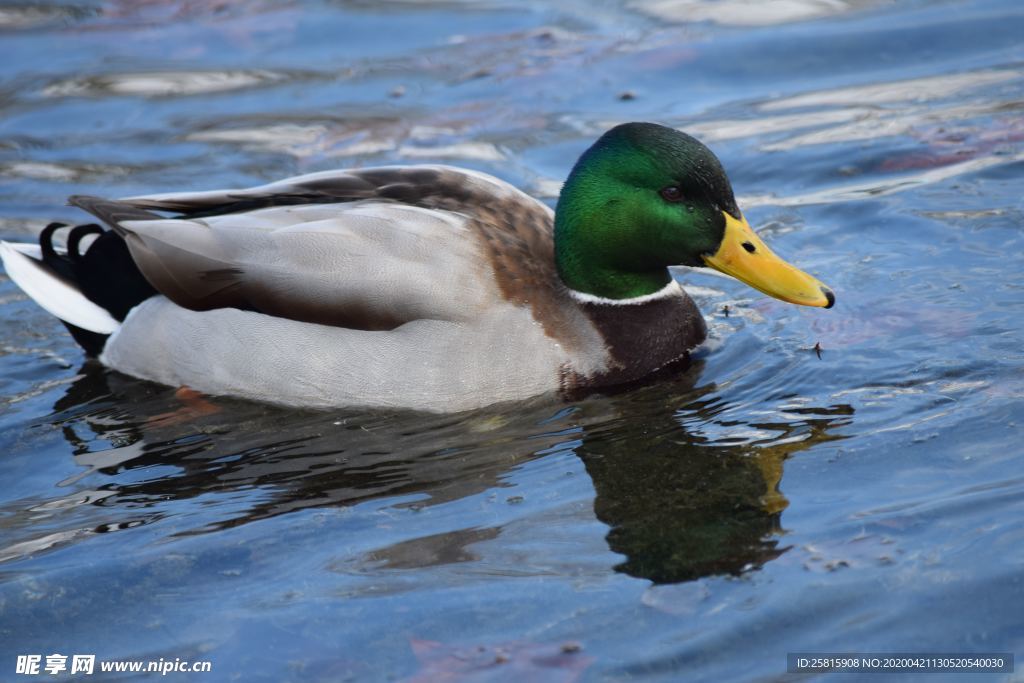 绿头鸭空山鸟语图片
