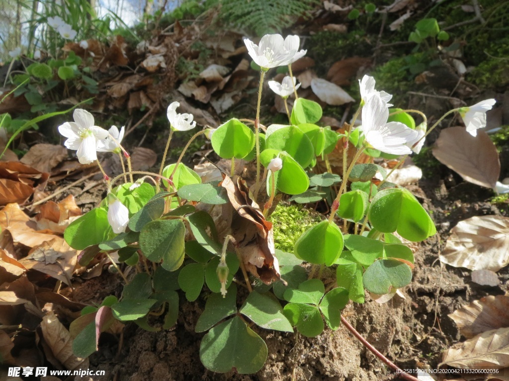 酢浆草清新图片