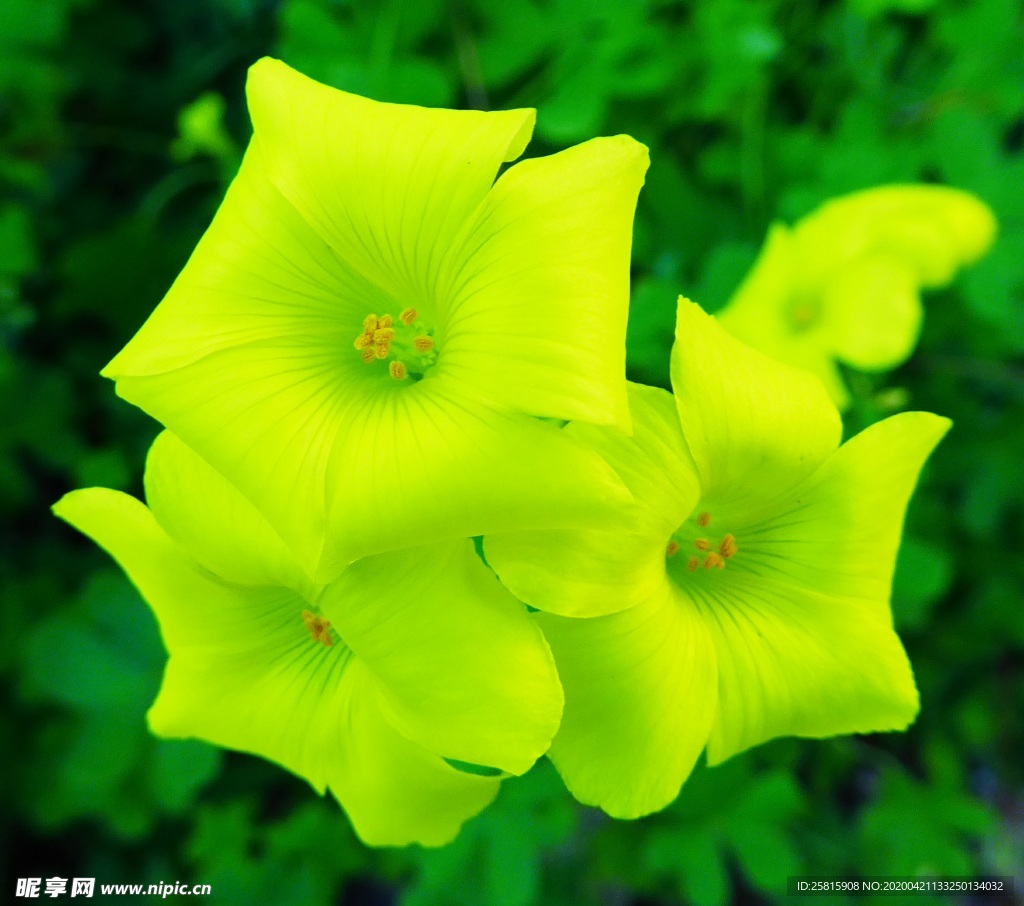 酢浆草清新图片