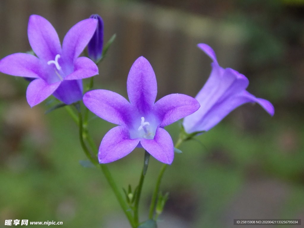 酢浆草清新图片