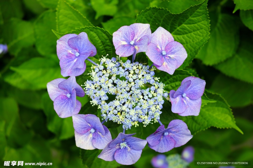 酢浆草清新图片