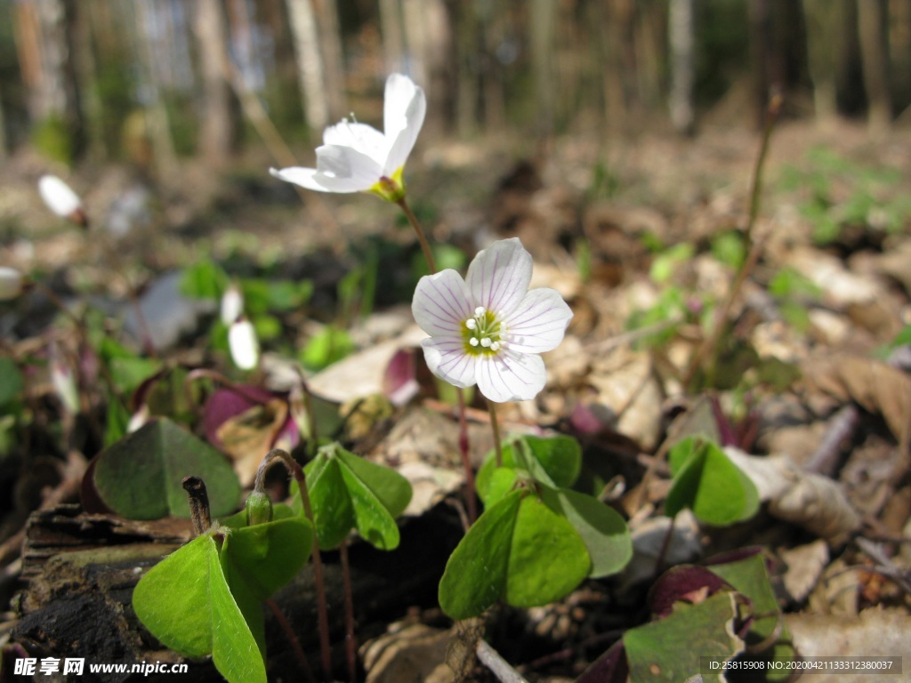 酢浆草清新图片