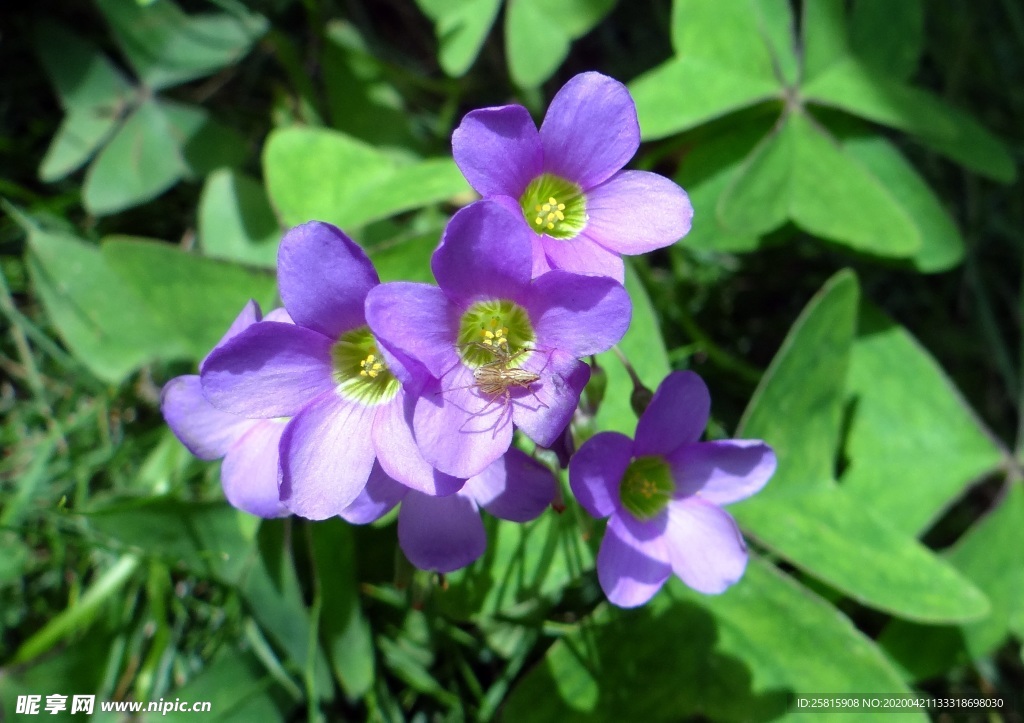 酢浆草清新图片