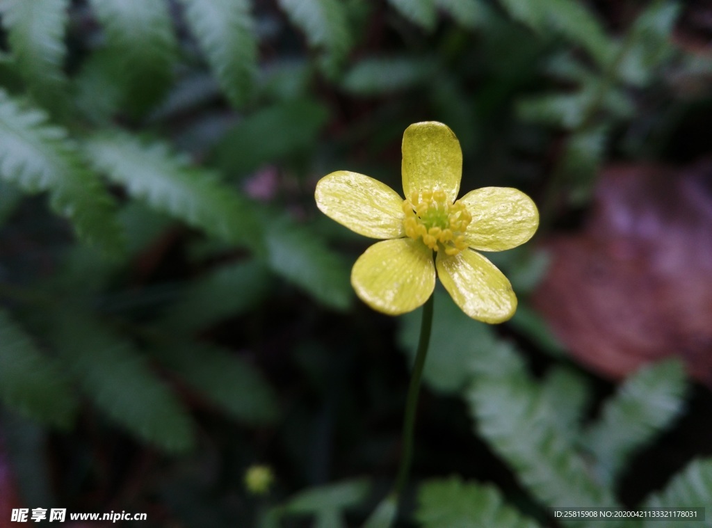 酢浆草清新图片