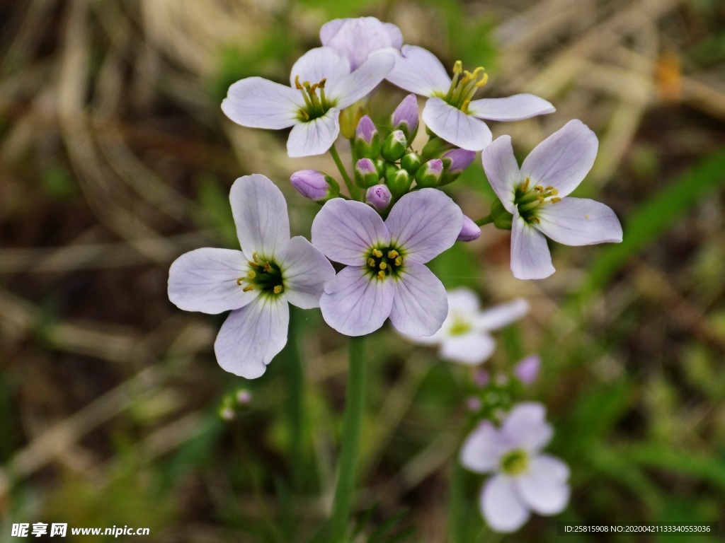 酢浆草清新图片