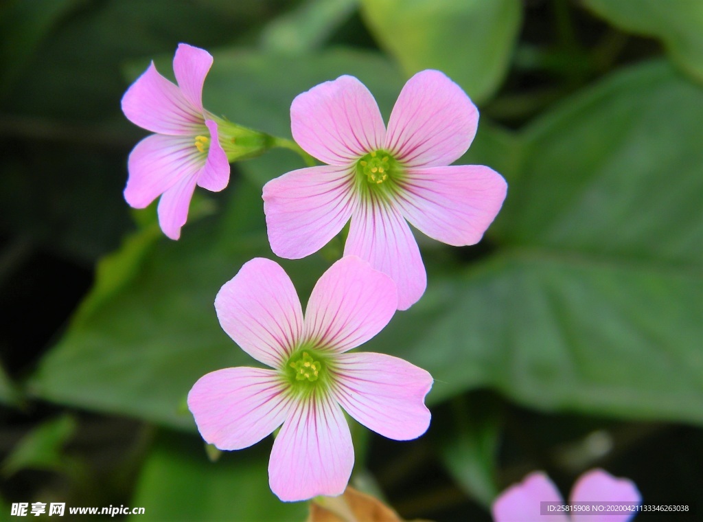 酢浆草清新图片