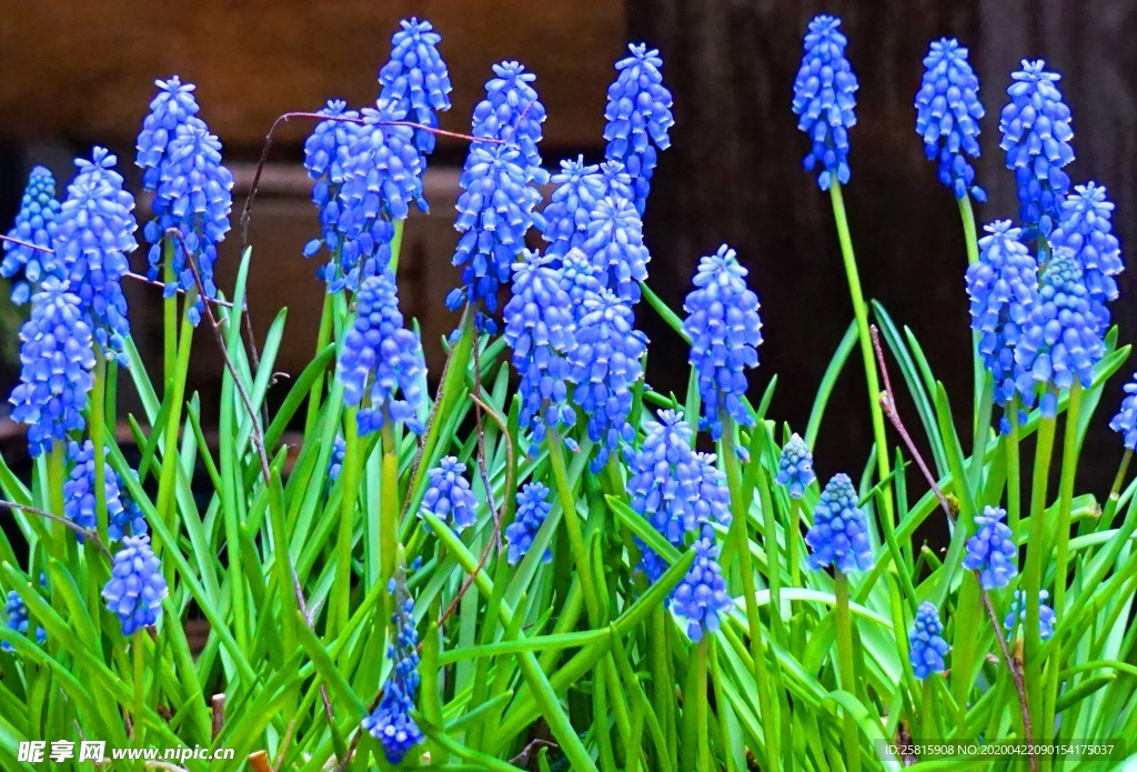 紫色葡萄风信子图片