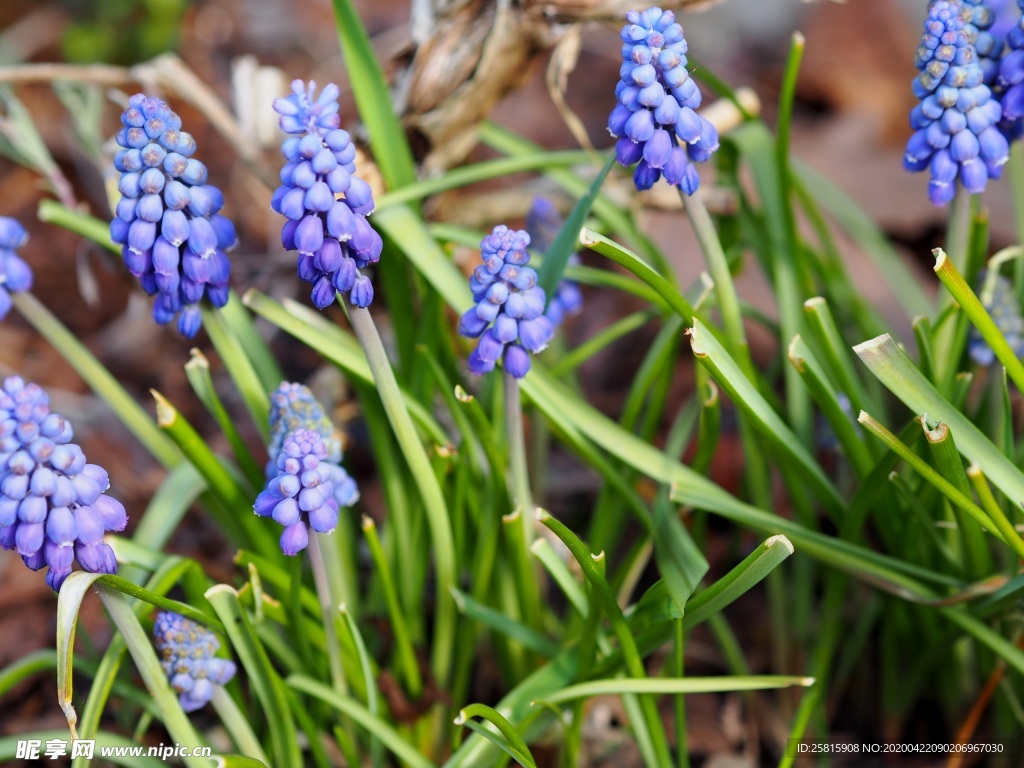 紫色葡萄风信子图片