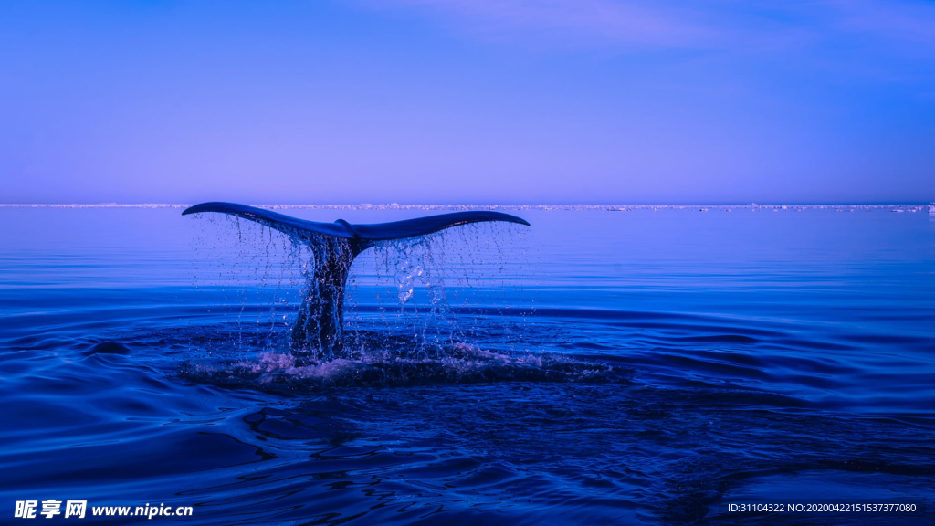 鲸尾戏水
