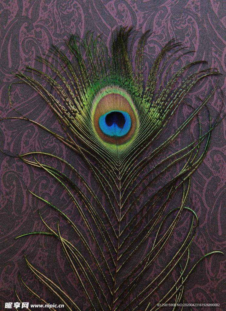 孔雀羽毛羽翼图片
