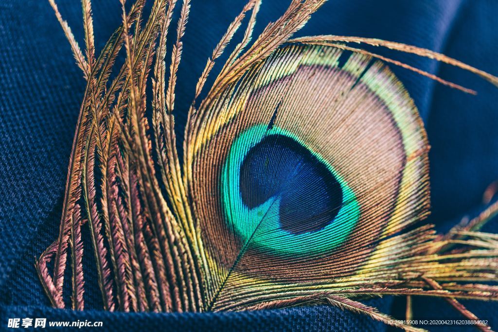 孔雀羽毛羽翼图片
