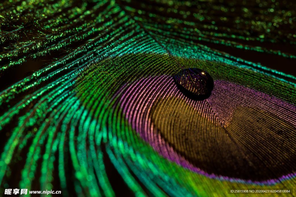 孔雀羽毛羽翼图片