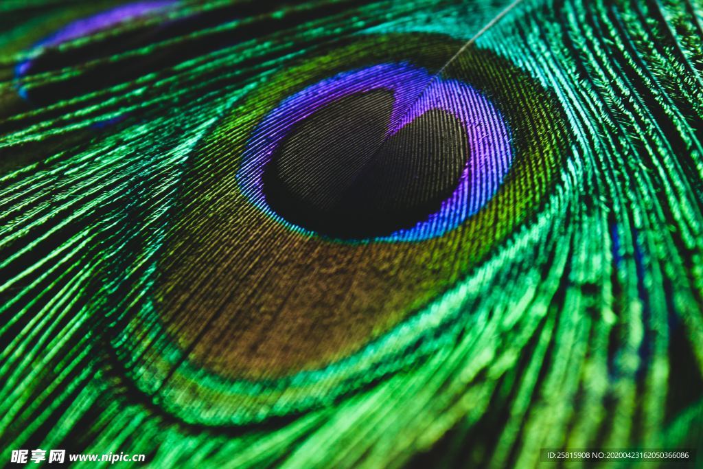 孔雀羽毛羽翼图片