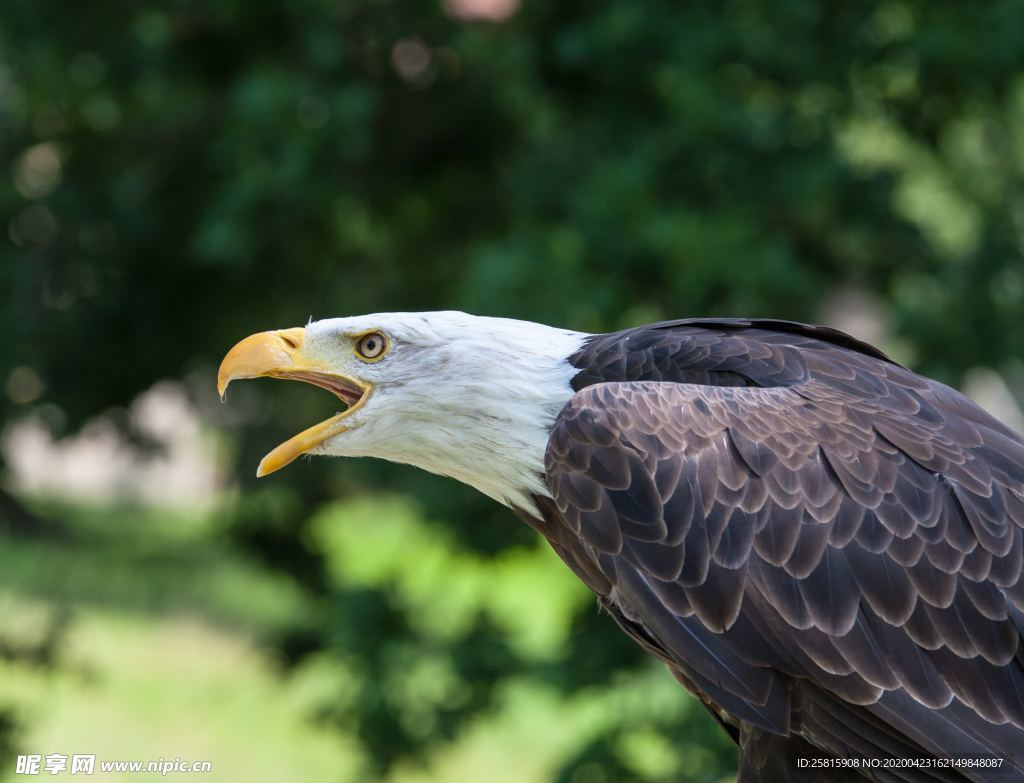 白头海雕空山鸟语图片