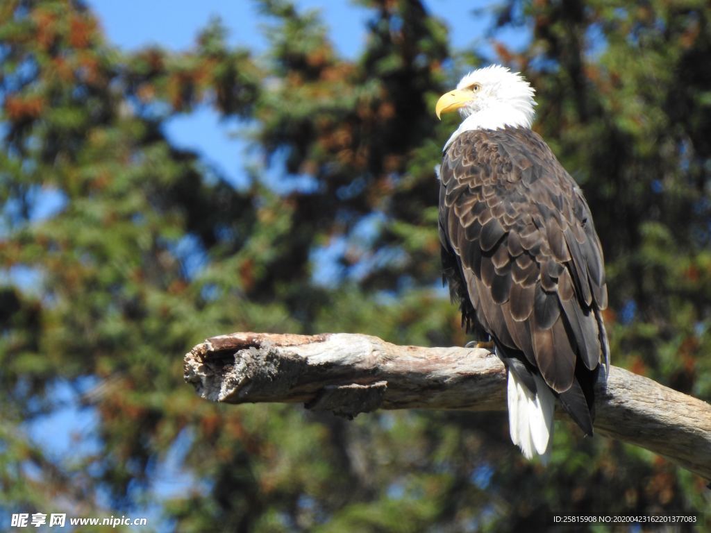 白头海雕空山鸟语图片