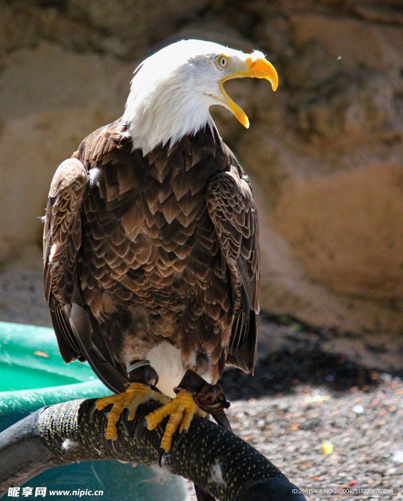 白头海雕空山鸟语图片
