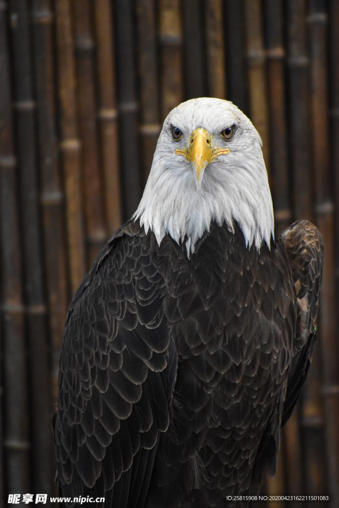 白头海雕空山鸟语图片