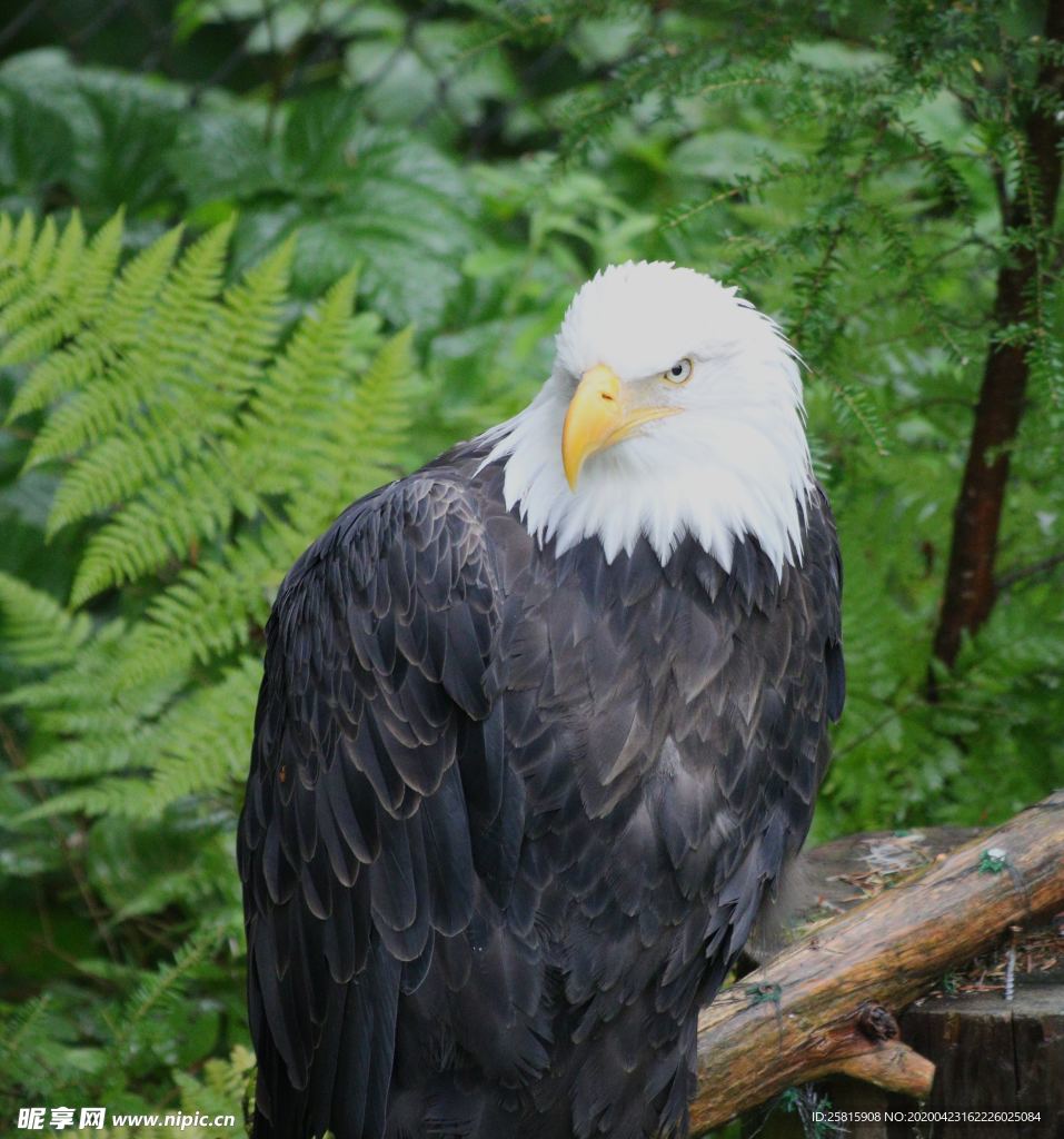 白头海雕空山鸟语图片