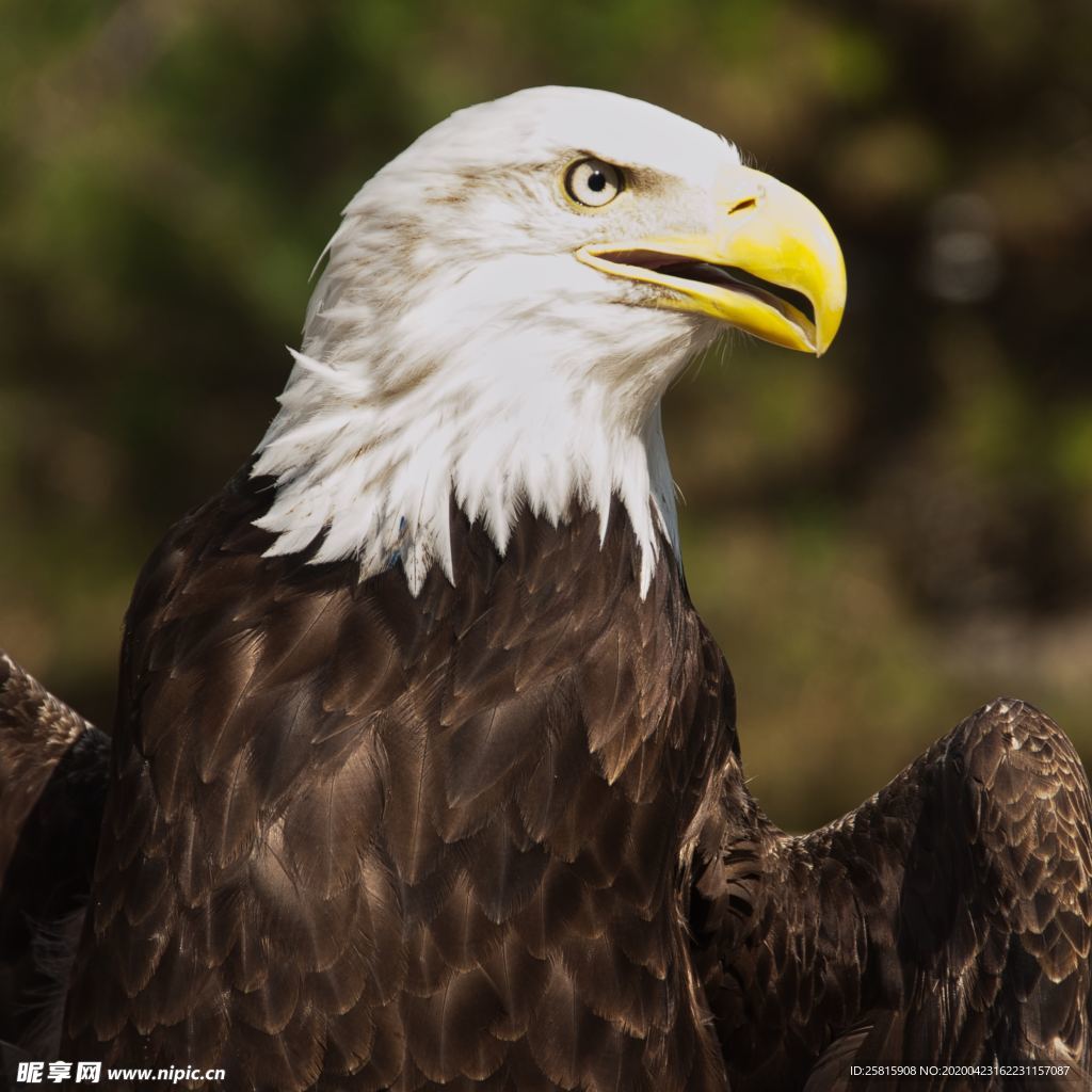 白头海雕空山鸟语图片