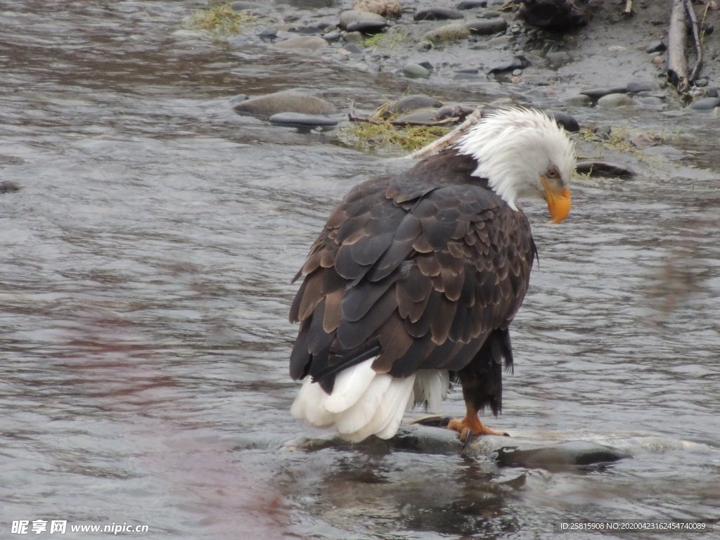 白头海雕空山鸟语图片