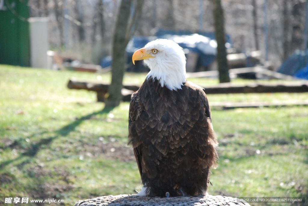 白头海雕空山鸟语图片
