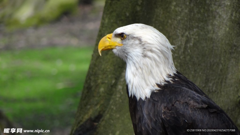 白头海雕空山鸟语图片