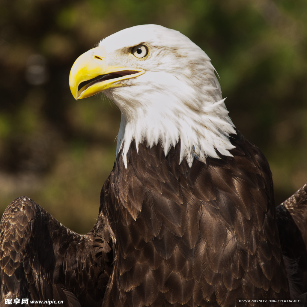 白头海雕空山鸟语图片