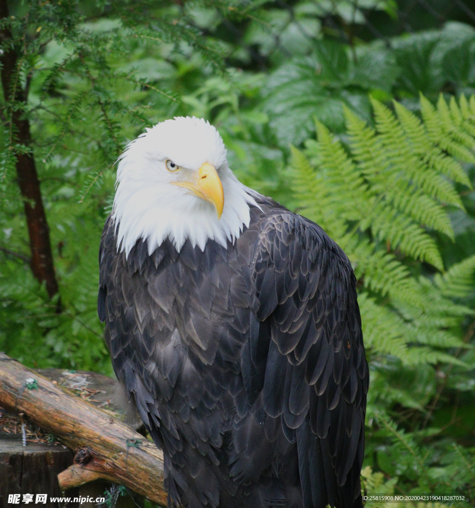 白头海雕空山鸟语图片