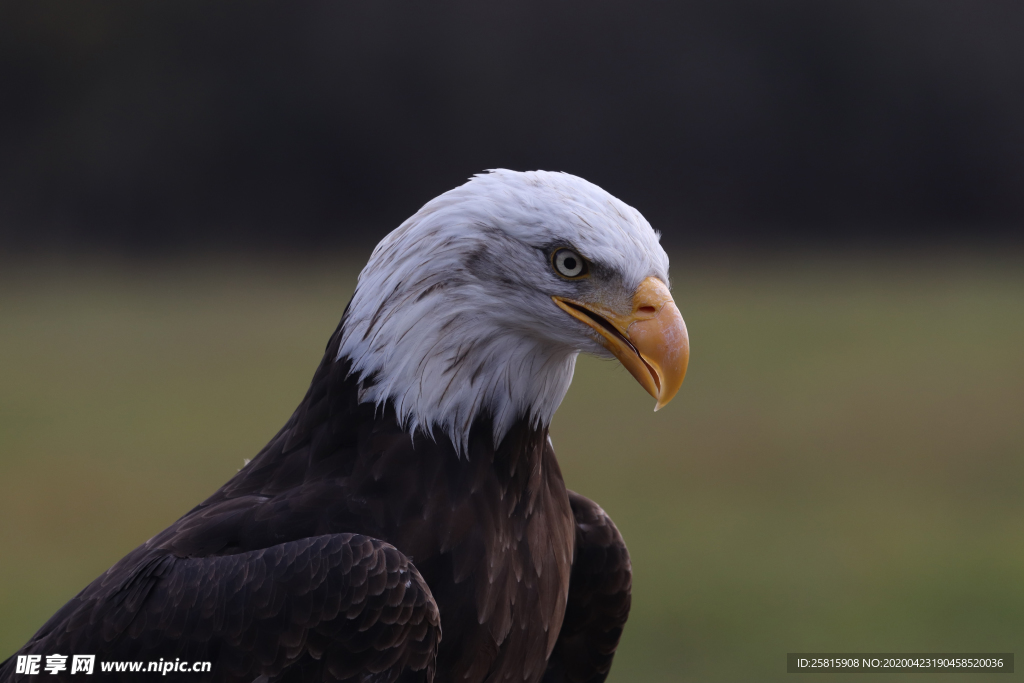 白头海雕空山鸟语图片