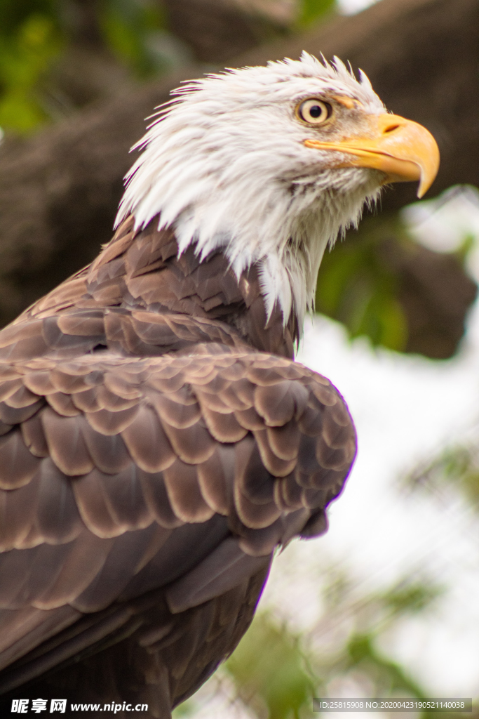 白头海雕空山鸟语图片
