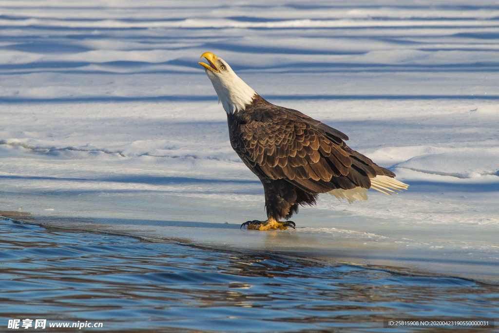 白头海雕空山鸟语图片