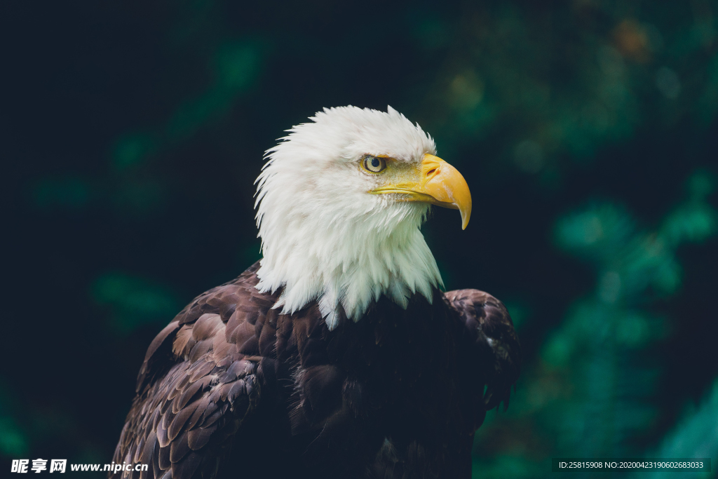 白头海雕空山鸟语图片