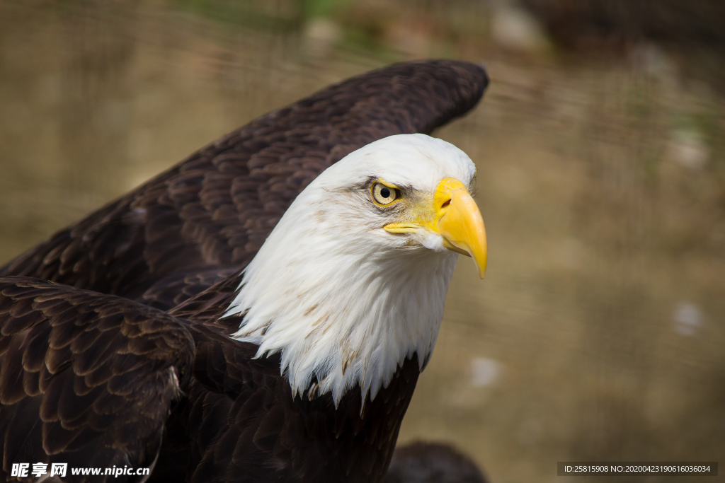 白头海雕空山鸟语图片