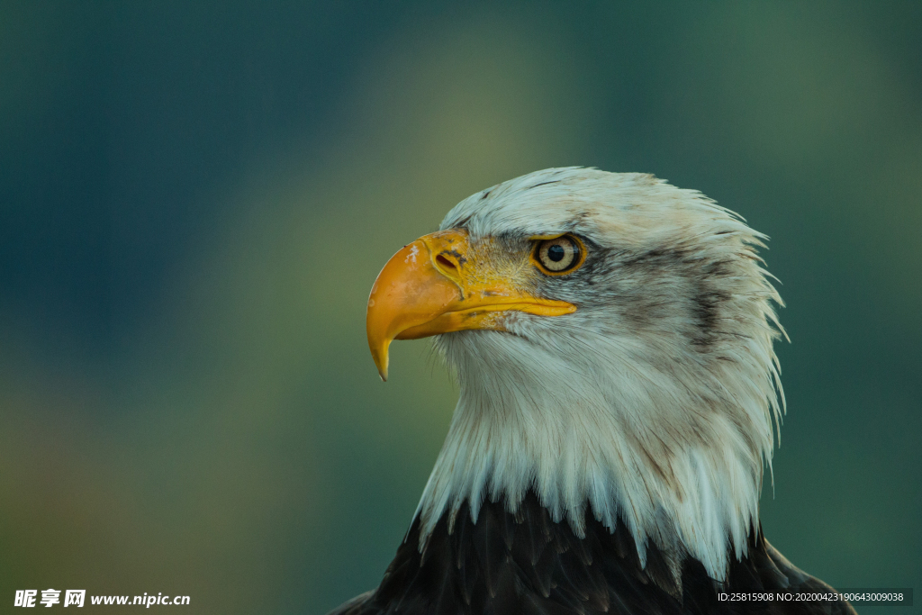 白头海雕空山鸟语图片