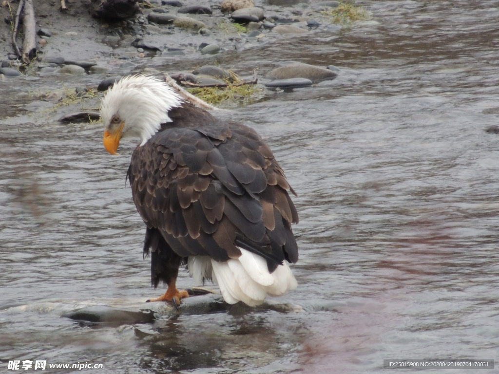 白头海雕空山鸟语图片