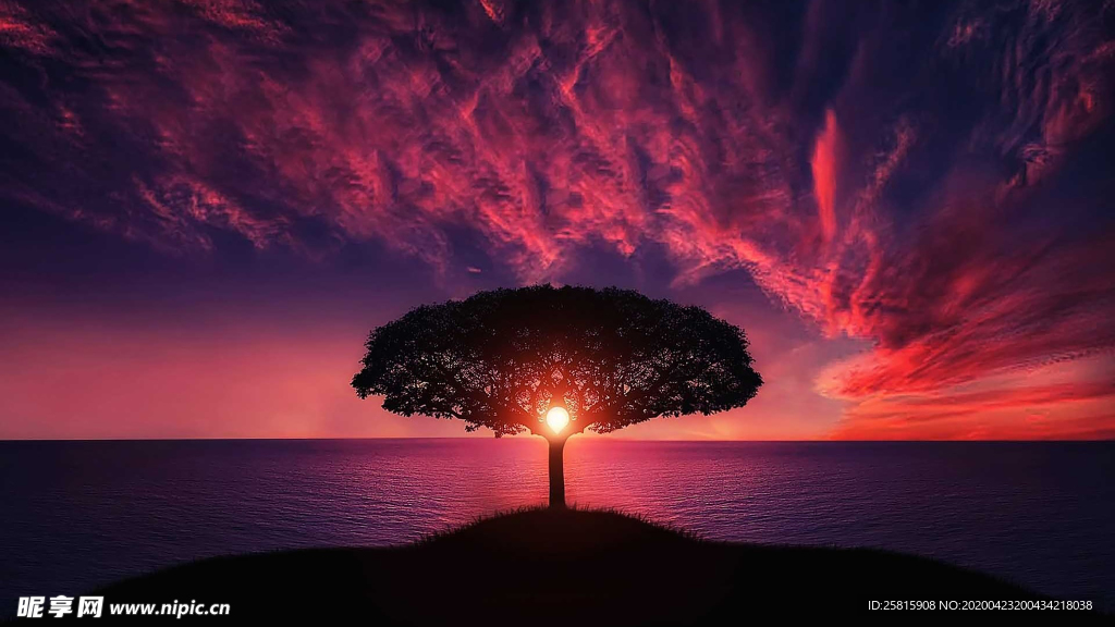 一棵树唯美图片