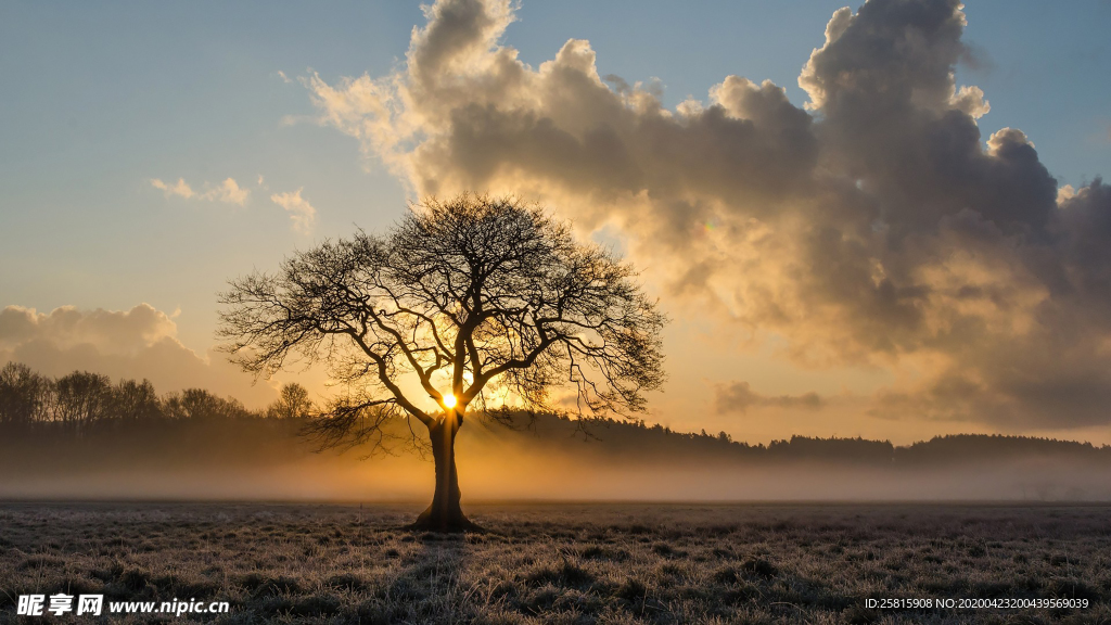 一棵树唯美图片