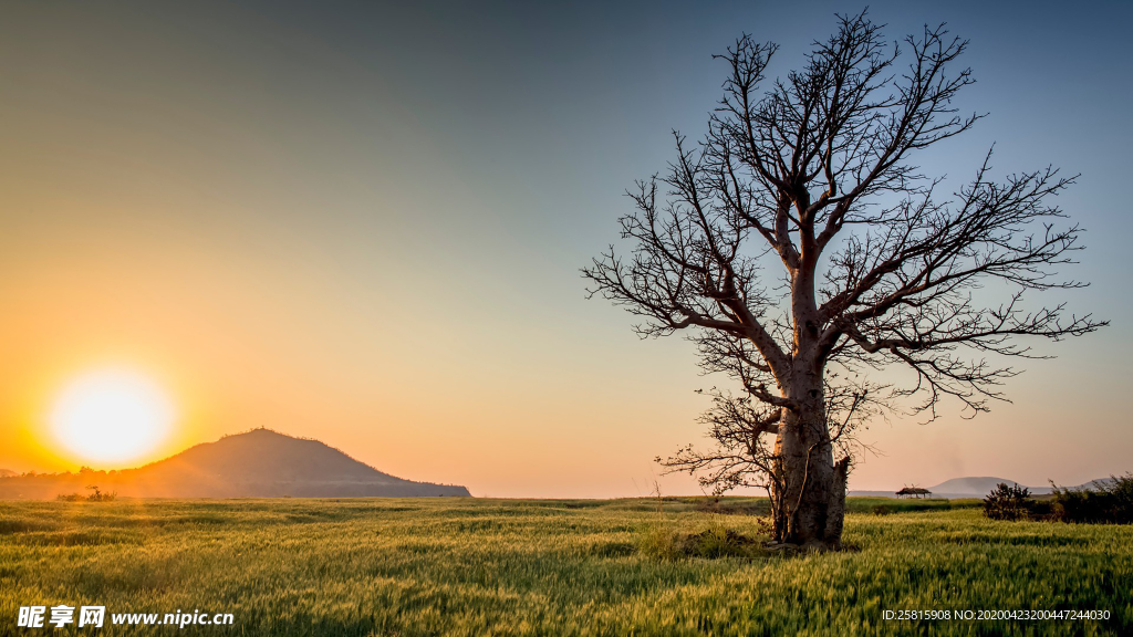 一棵树唯美图片