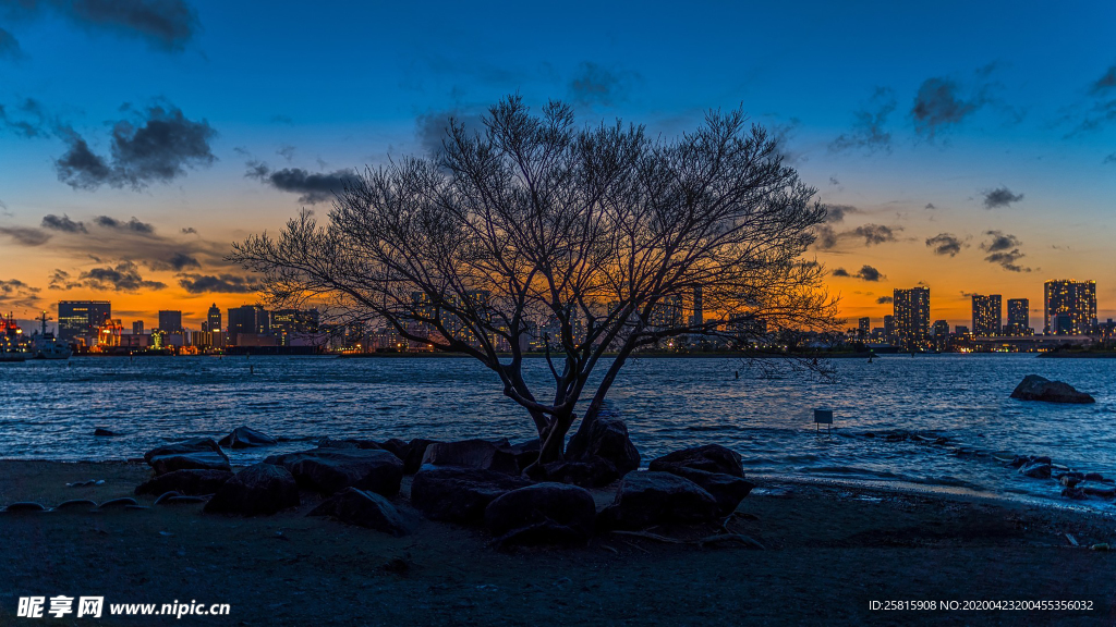 一棵树唯美图片