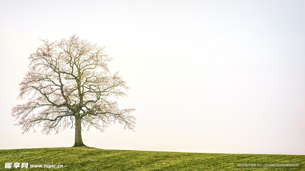 一棵树唯美图片