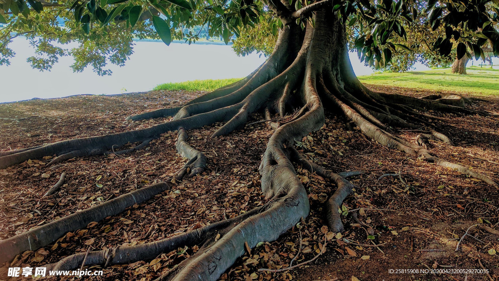 一棵树唯美图片