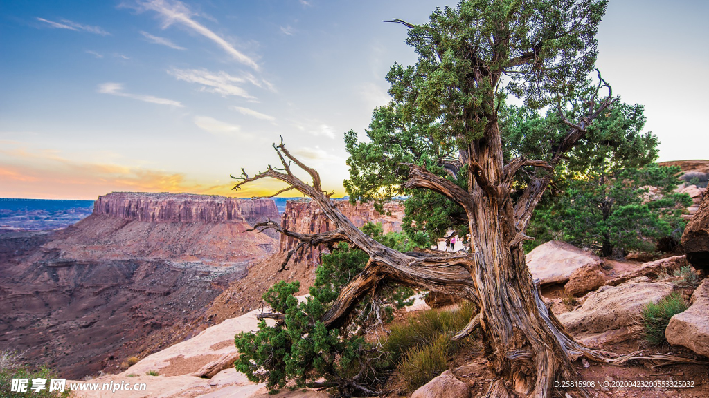一棵树唯美图片