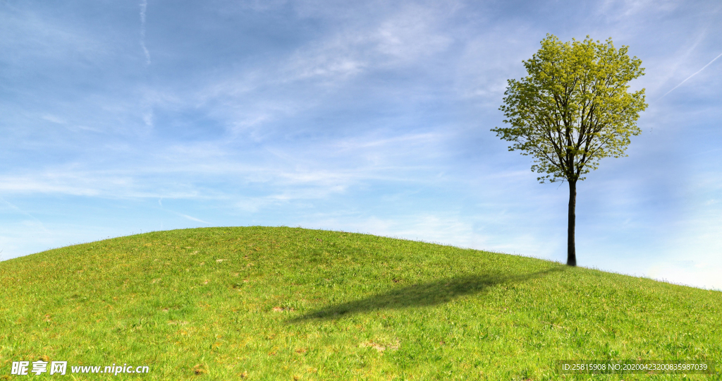 一棵树唯美图片