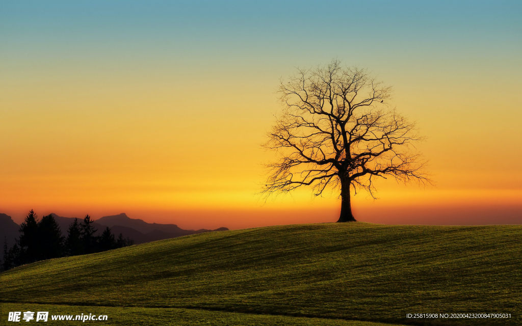 一棵树唯美图片