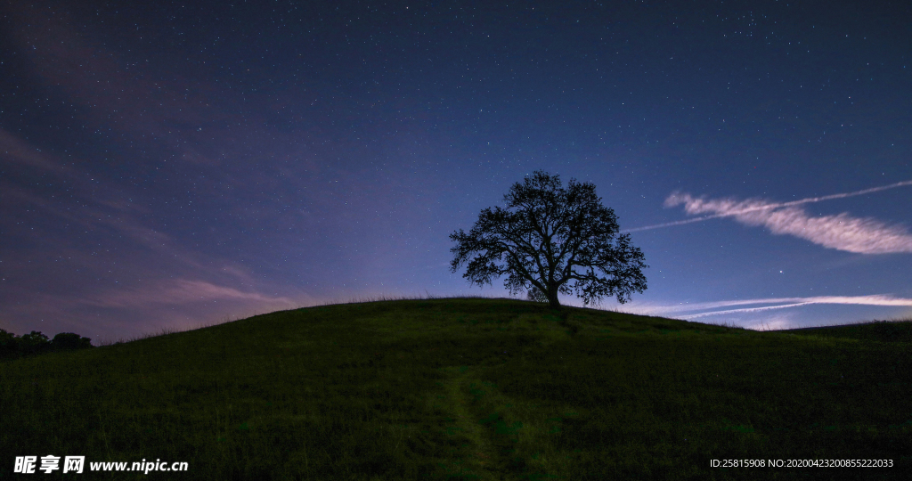 一棵树唯美图片