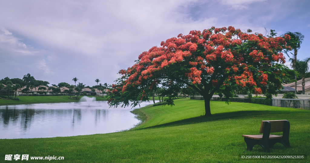 一棵树唯美图片
