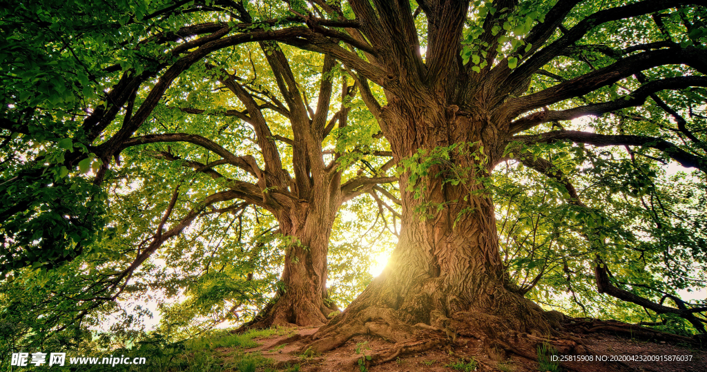 一棵树唯美图片